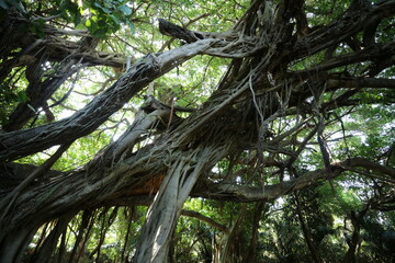 Obraz premium Old Bantan tree in Hamahiga Isl., Okinawa ( The tree where God dwells.)