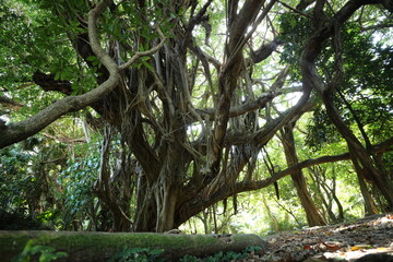 Old Bantan tree in hamahiga Isl. , Okinawa.
(The tree where God dwells.)