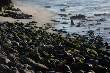 Fur seals on rocky shore of beach. Arctocephalus forsteri.