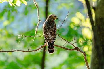 Hawk