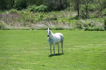 Obraz na płótnie Canvas A white horse on a farm field