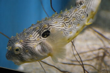 Puffer © crystalseye