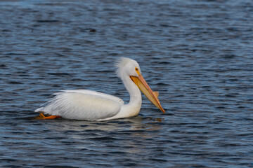 A White Pelican swimming through the water in White Rock Lake