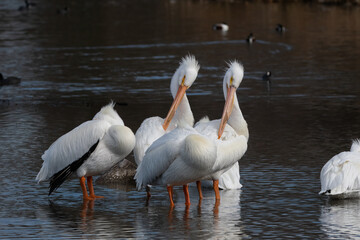 Two White Pelicans preening while others sleep nearby