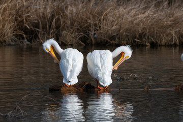 Pelicans forming a broken heart as they clean their feathers