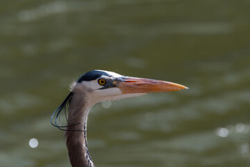 Profile of the head of a Great Blue Heron on a lake shore