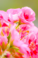 ベランダにてガーデニング。ピンクのゼラニウムの花のクローズアップ。花言葉は「決心」「決意』