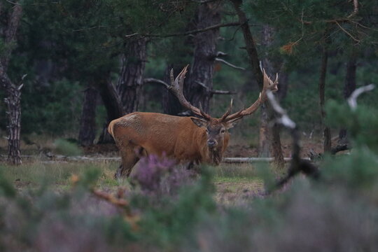 hautes fagnes