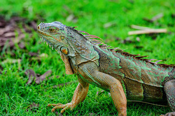 Close up of green iguana, Latin name Iguana iguana, defending its territory in the south Florida. Iguanas are not native to Florida.