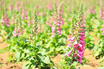 ジギタリスの花