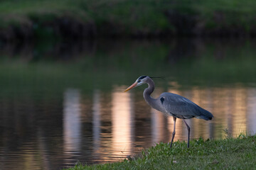 Great Blue Heron hunting on the shore of a pond in the evening