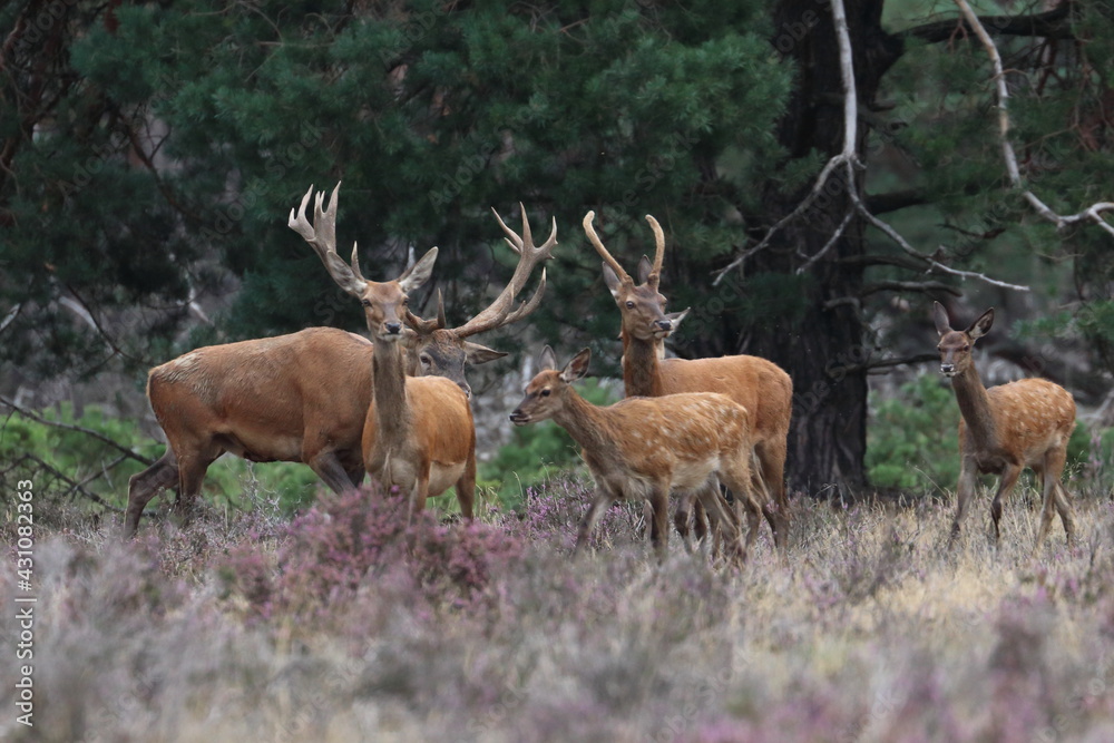 Sticker red deer