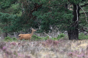 red deer