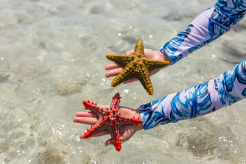 the hands of a girl in a swimsuit against the background of the sea hold multicolored starfish on...