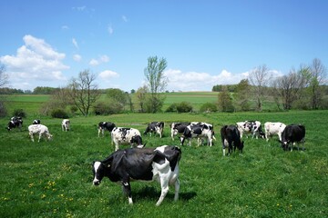 cows on a meadow