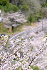 上から見る桜の木と道路のカーブ