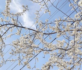 snow covered branches