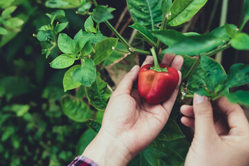 Woman hand picking ripe small red bell pepper in organic vegetable garden