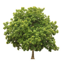  tree side view isolated on white background  for landscape and architecture layout drawing,...