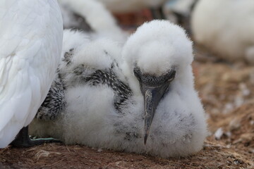 gannet chick