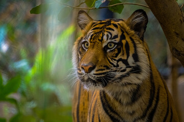 201-21-04-14 A SUMATRAN TIGER ON ALERT IN THE UNDERBRUSH