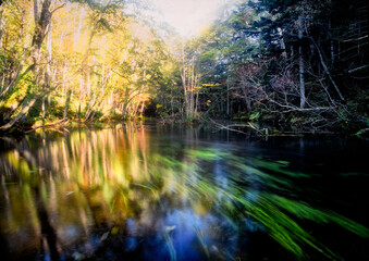 北海道阿寒国立公園  阿寒湖の周辺には清流の小川が多く、淡水魚の産卵場所として知られている