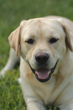 Yellow Labrador Retriever on Green Grass Background