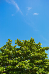 Obraz premium Tree on a sunny day