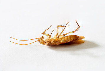 Cockroach dead on whithe background