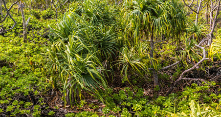 Hala Tree Forest On The Kipapa O Kikapi'ilani Trail, Waianapanapa State Park, Maui, Hawaii, USA