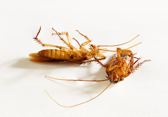 Cockroach dead on whithe background