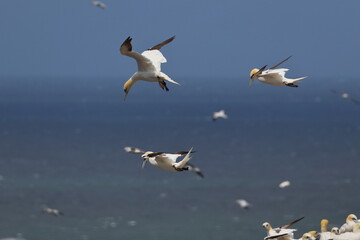 Fototapeta na wymiar soaring gannet