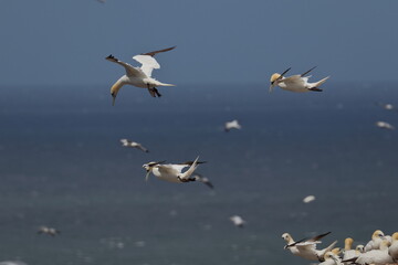 soaring gannet