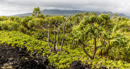 Fototapeta na wymiar Hala Tree Forest On The Kipapa O Kikapi'ilani Trail, Waianapanapa State Park, Maui, Hawaii, USA