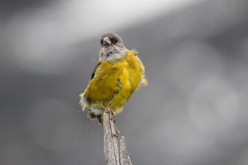 Cometocino de Gray, Torres del Paine, Chile.