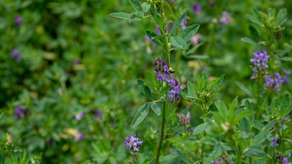 Una abeja en flores moradas