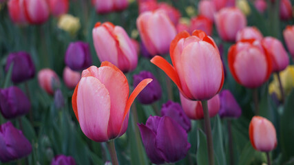 Fototapeta premium Garden of pink, purple, and a few yellow tulips in bloom in the spring.