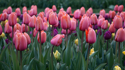 Garden of pink, purple, and a few yellow tulips in bloom in the spring.