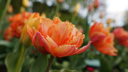 Close-up of orange fringed tulip blooming in a spring garden