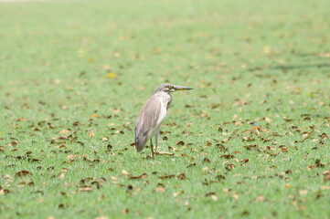 An Indian Pond Heron/ Paddybird making its way through the grasses covered with dried leaves.