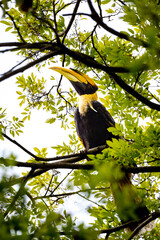 Great Hornbill