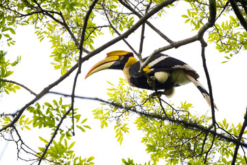 Great Hornbill