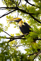 Great Hornbill