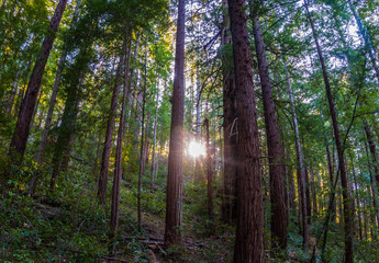 Sunlight Through Redwood Forest, Sam McDonald Park, San Mateo County, California, USA