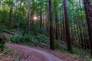 Sunlight Through Redwood Forest, Sam McDonald Park, San Mateo County, California, USA