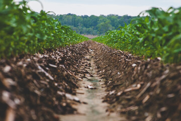rows of soil