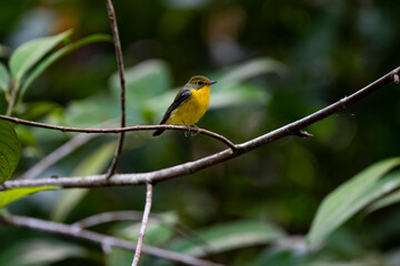Green - backed Flycatcher