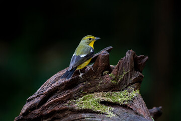 Green - backed Flycatcher