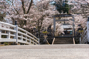 210405護国神社桜Z114
