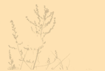 Summer background of plant shadows. Shadow of an exotic plant on a beige wall. Mockup